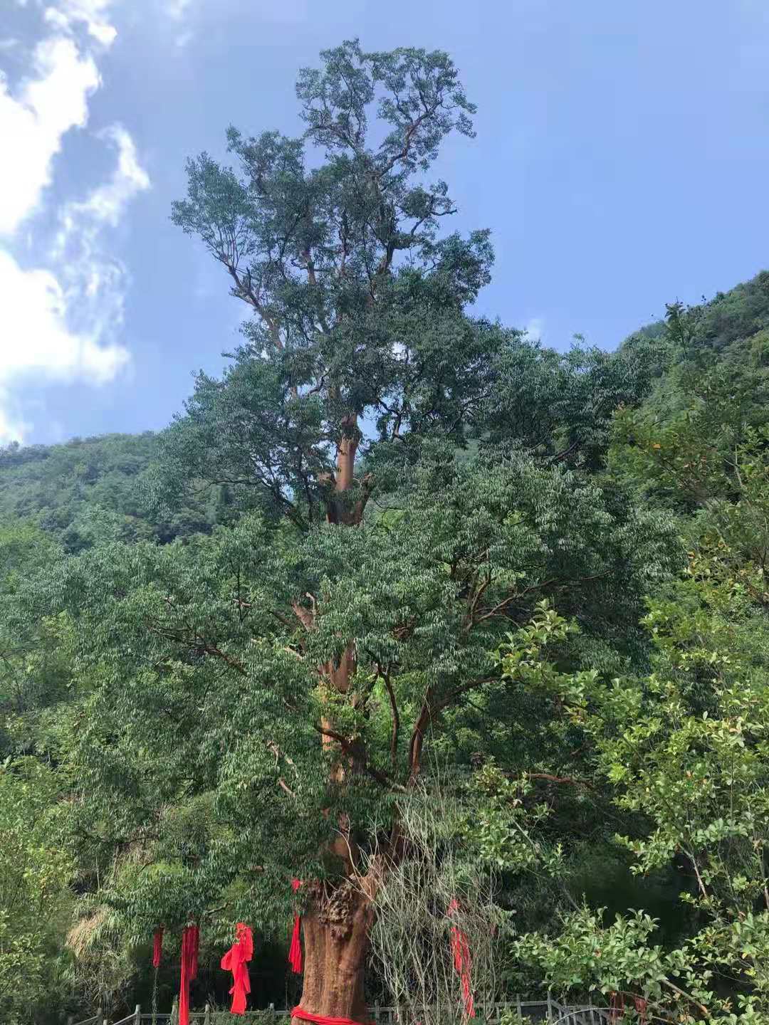 傅法清道长，傅国清，风水培训，风水学习，风水术，千年紫薇树，紫薇王